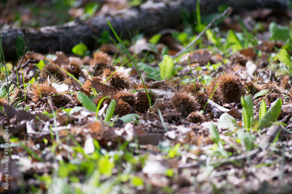 Some chestnut hedgehogsfound on the ground in the forest Some chestnut hedgehogsfound on the ground in the forest