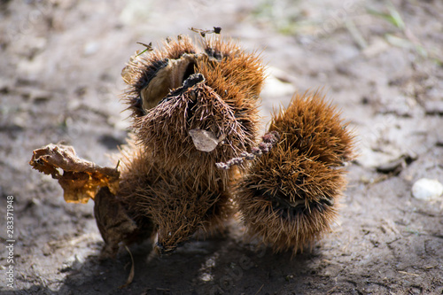 Close up of a chestnut hedgehog found in the forest