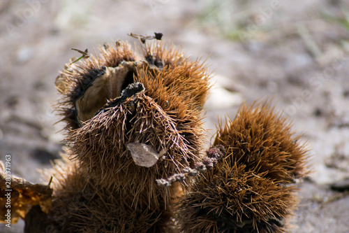 Close up of a chestnut hedgehog found in the forest