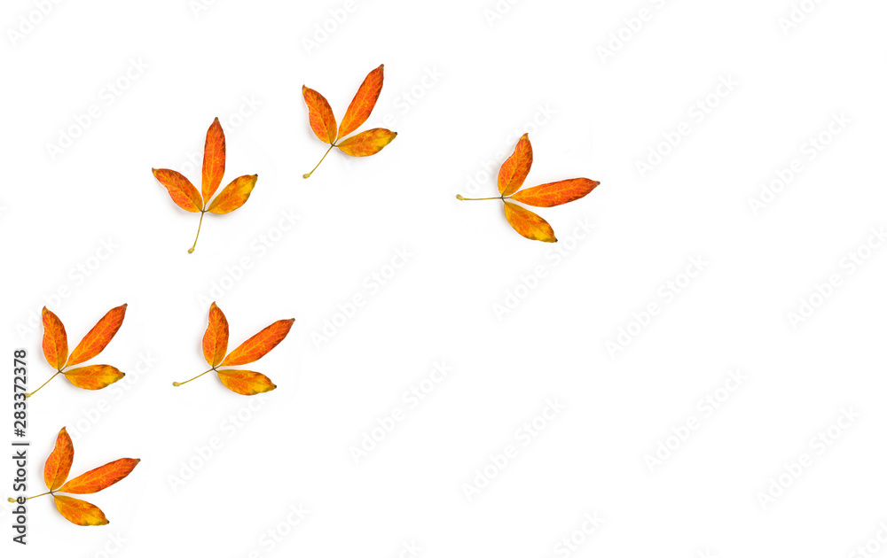 The golden leaves as the trace of a bird on a white background and copy space The golden leaves as the trace of a bird on a white background and copy space