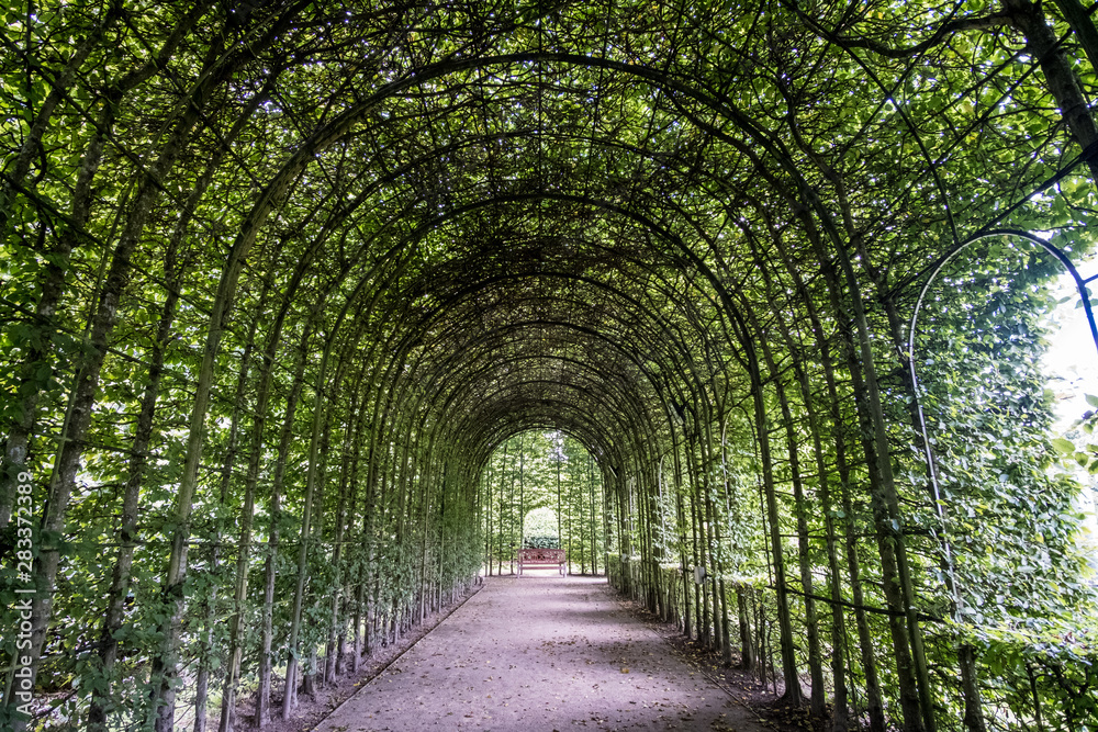 Walkway through tunnel filled with trees.