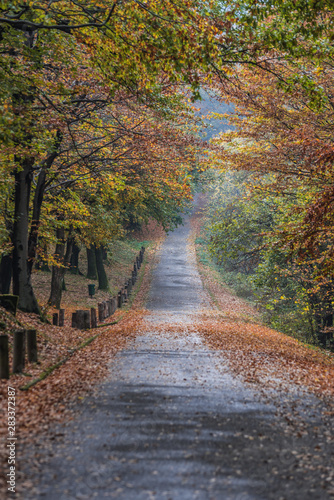 Road through forest in autumn fall vertical