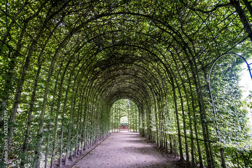 Walkway through tunnel filled with trees.