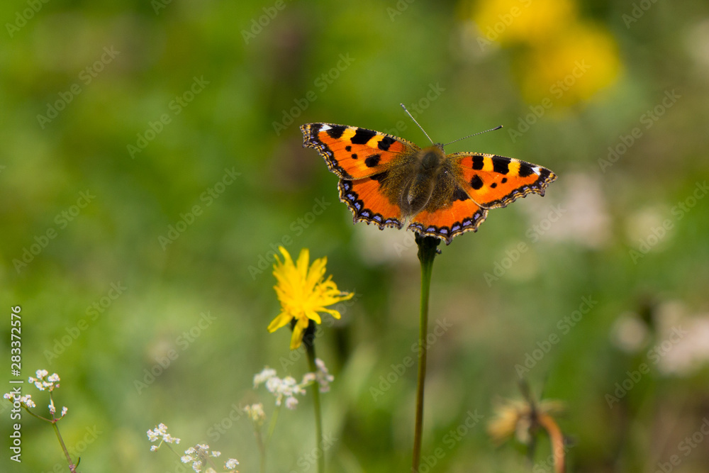 Fototapeta premium kleiner Fuchs auf blühender Wiese