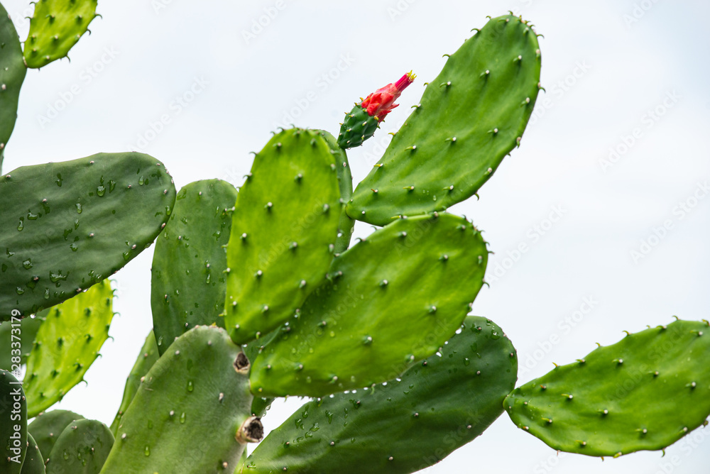 Closed up cactuss texture plant in the garden isolated on white background Closed up cactuss texture plant in the garden isolated on white background