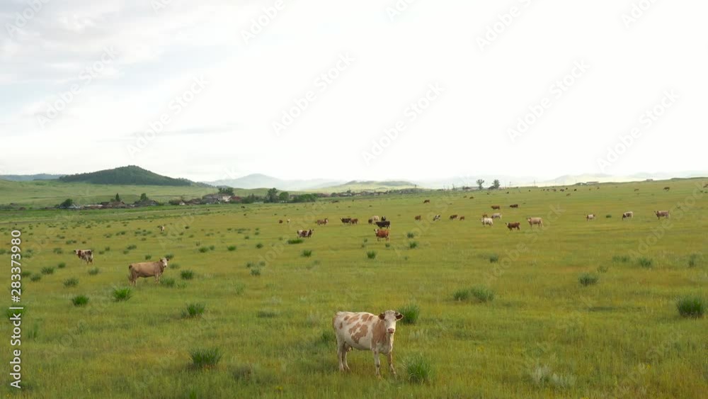 Fat cows graze on green meadows at sunset Fat cows graze on green meadows at sunset