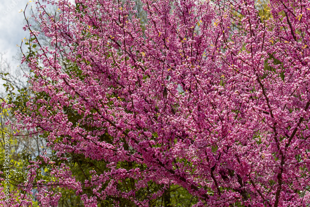 Redbud tree blooming in the spring season Redbud tree blooming in the spring season