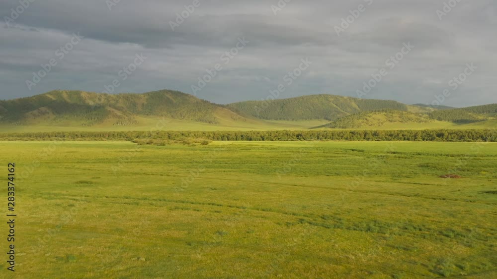 Fat cows graze on green meadows at sunset Fat cows graze on green meadows at sunset