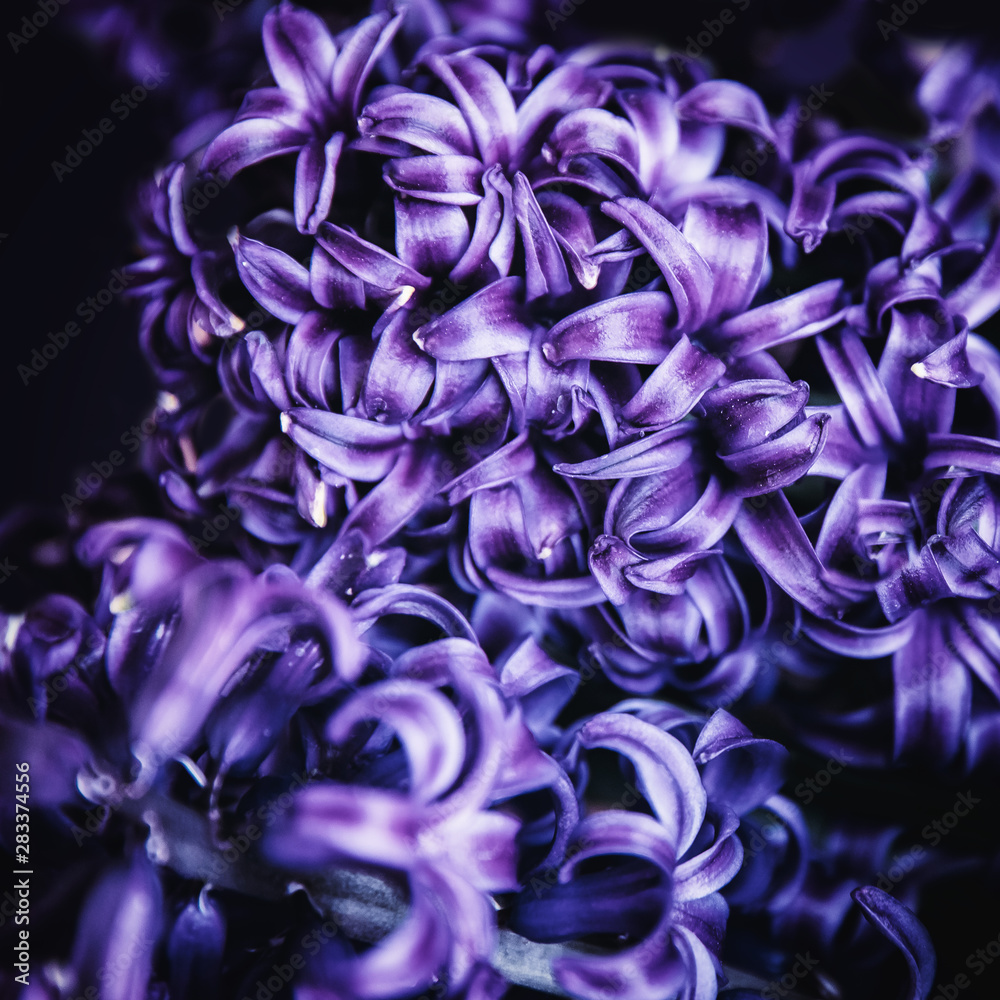 Abstract flora natural purple background from flowers, macro photo