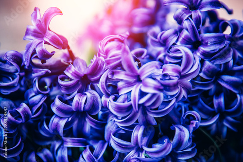 Abstract flora natural purple background from flowers, macro photo wiht light