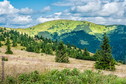 Dwarf mountain pine and coniferous forest, Low Tatras, Slovakia