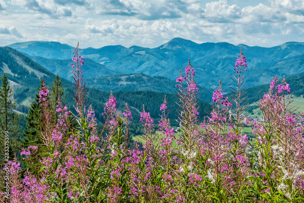 Fototapeta premium Meadow flowers, Low Tatras, Slovakia
