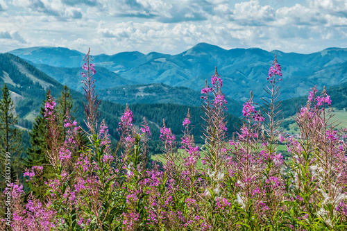 Meadow flowers, Low Tatras, Slovakia