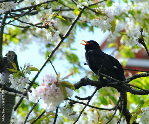 Primavera
