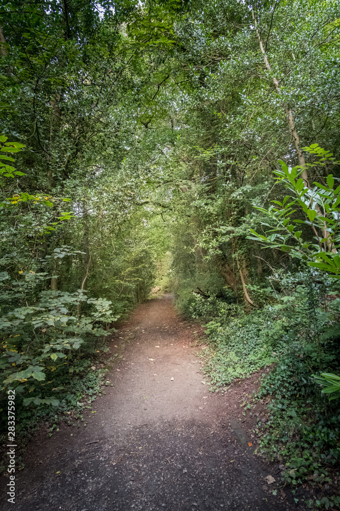 Walkway Path With Green Trees in the Forest Walkway Path With Green Trees in the Forest
