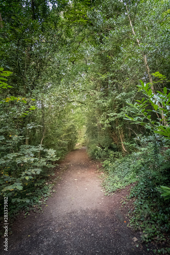 Walkway Path With Green Trees in the Forest