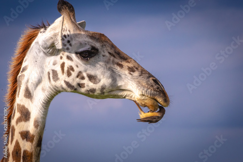 Giraffe and Oxpecker photo