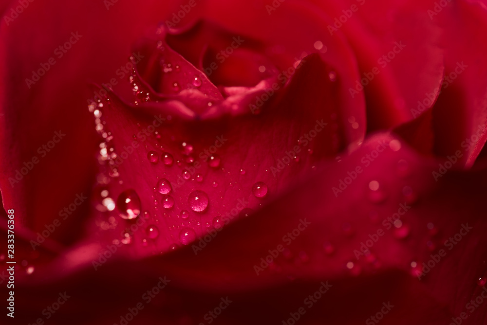 Beautiful droplets on a red rose close-up