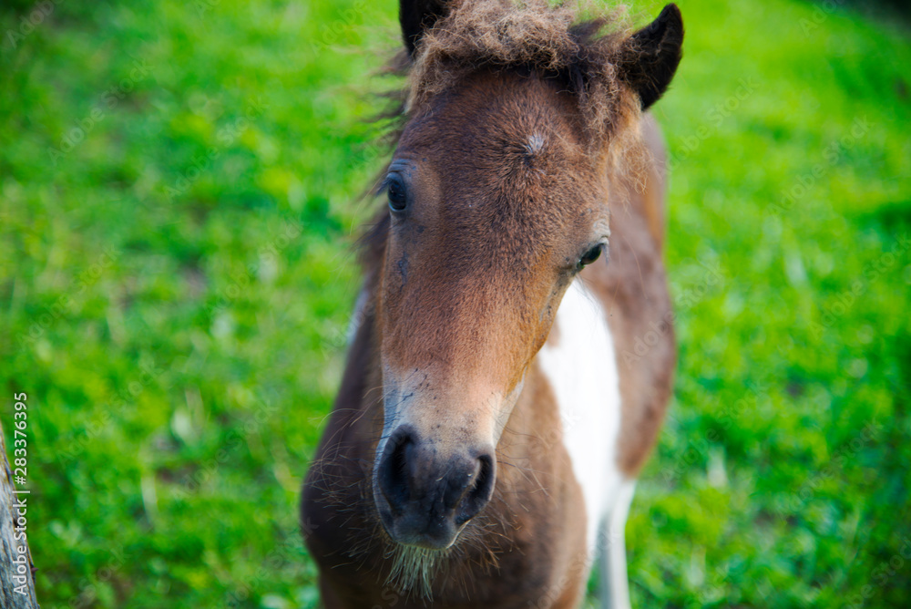 The little wild Horse