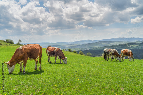 pasture grazing cows in grassy field  photo