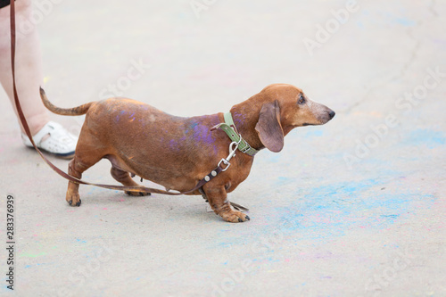old red dachshund on Holi festival with colorful fur standing on colorful asphalt background
