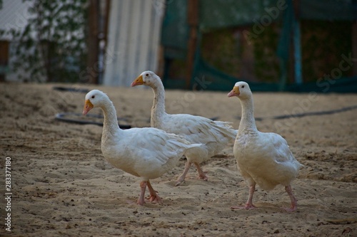 group of geese