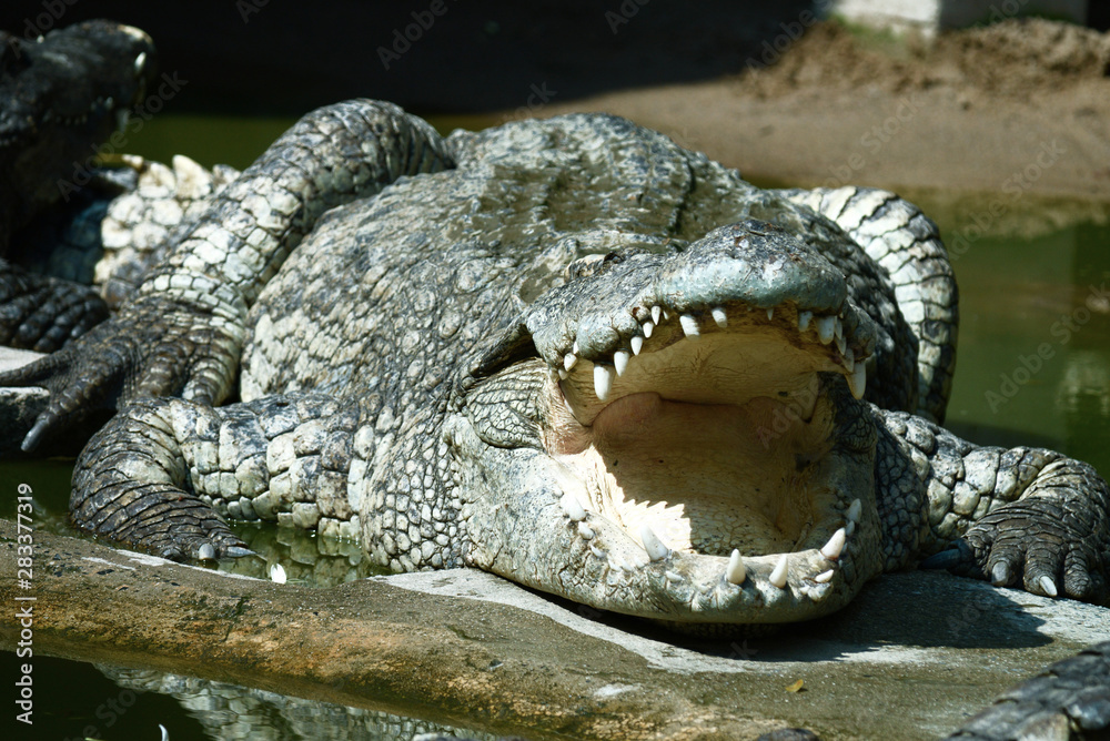 Fototapeta premium Krokodile in einer Krokodilfarm