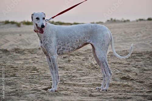 dog standing on desert © Aziz