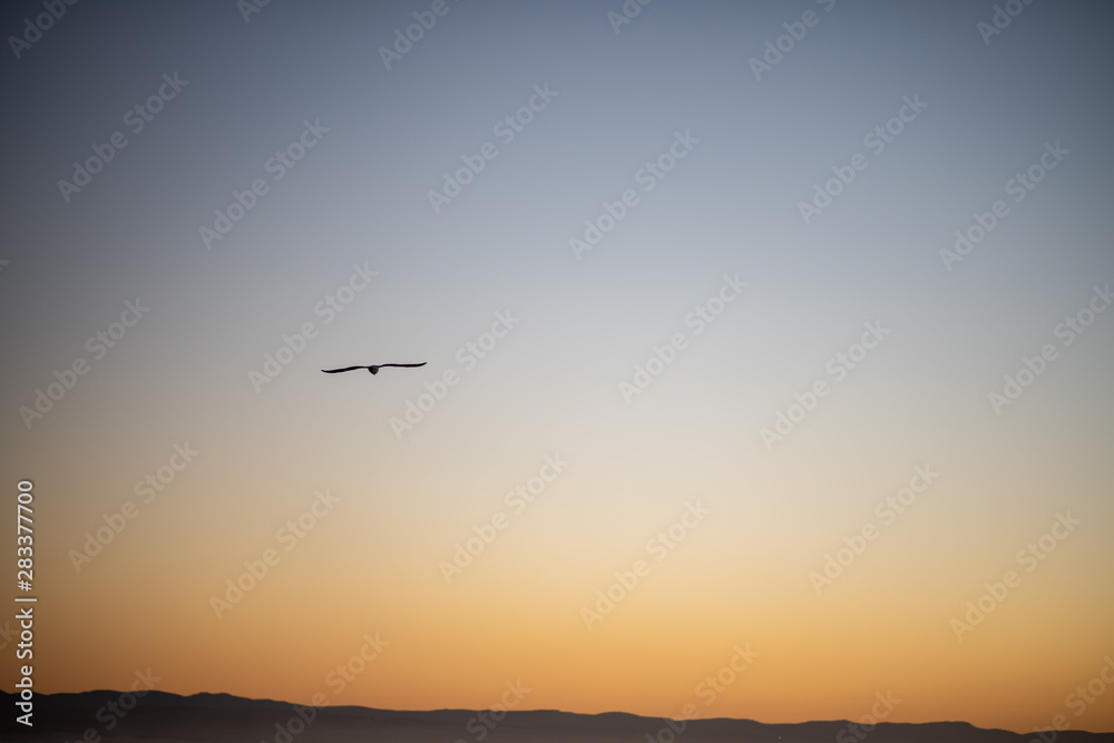 Seagull gliding through sky as the sun rises in background