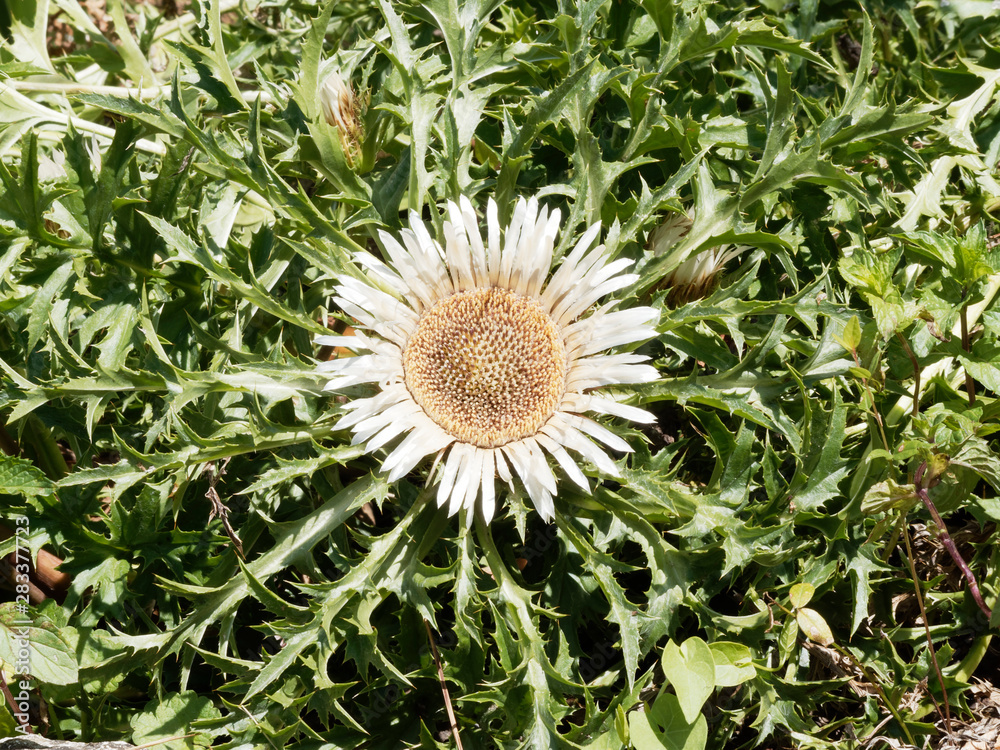Gewachsene Silberdistel mit sternförmiger Blattrosette (Carlina acaulis) Gewachsene Silberdistel mit sternförmiger Blattrosette (Carlina acaulis)