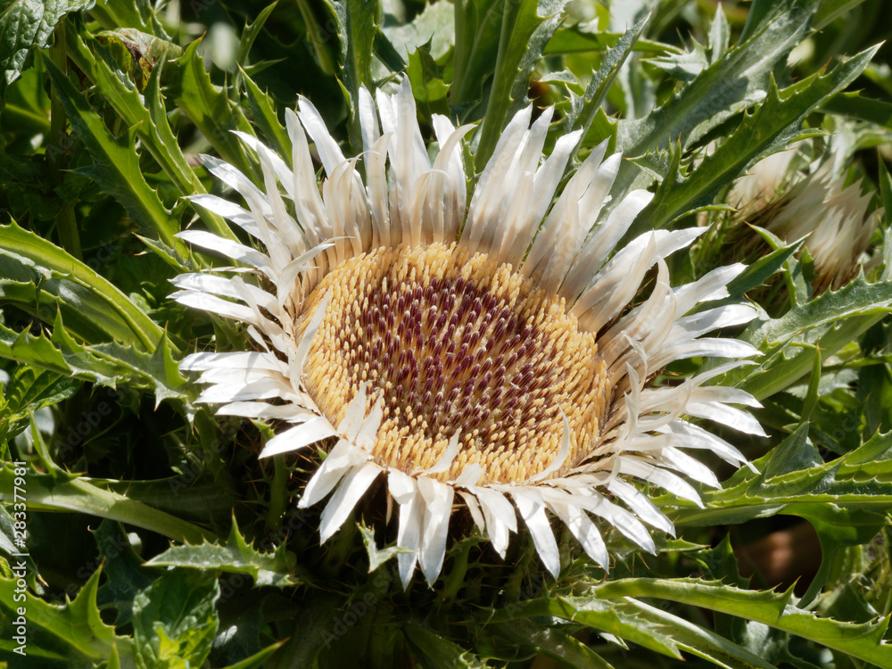 (Carlina acaulis) Detailaufnahme des Blütenstandes Silberdistel (Carlina acaulis) Detailaufnahme des Blütenstandes Silberdistel