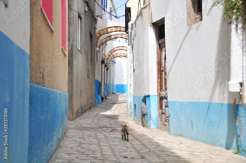 Medina, historic old town of Bizerte, Bizerta, northern Tunisia © Jan Marot