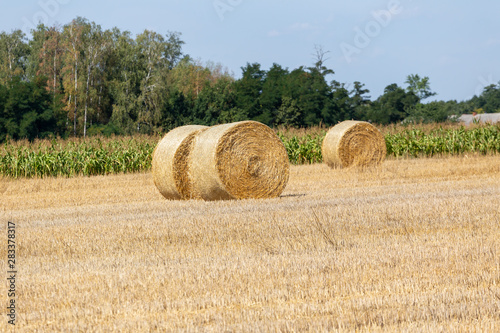 straw bales after harvest on field on sunny day in summer