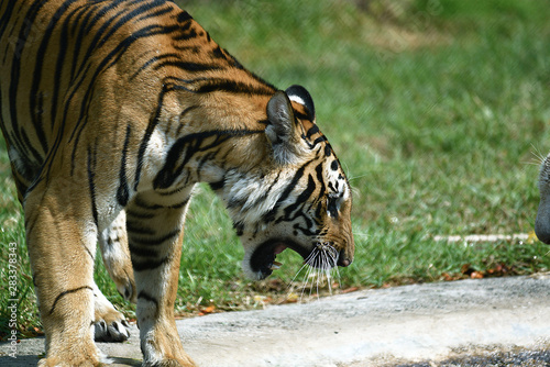 zwei junge Tiger in einem Tierpark in Asien