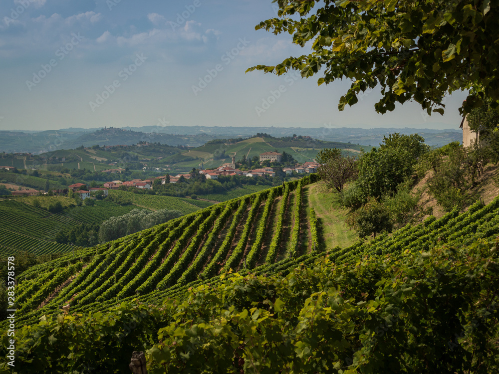 Just follow the vineyards and get lost in the Langhe...
