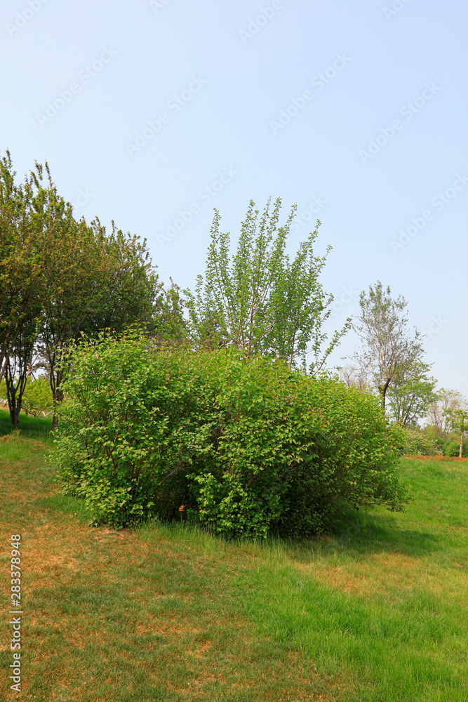 Obraz premium Trees on the hillside