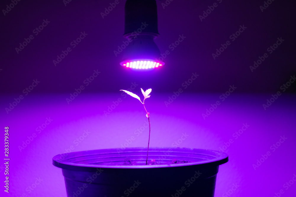 Plant sapling cannabis growing in pot with LED grow light