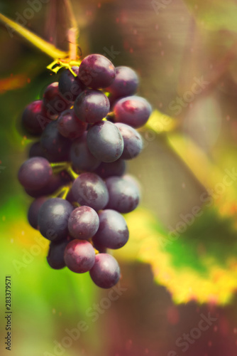 Black Grapes Red Wine