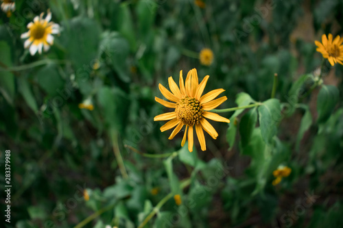 yellow flowers in the garden
