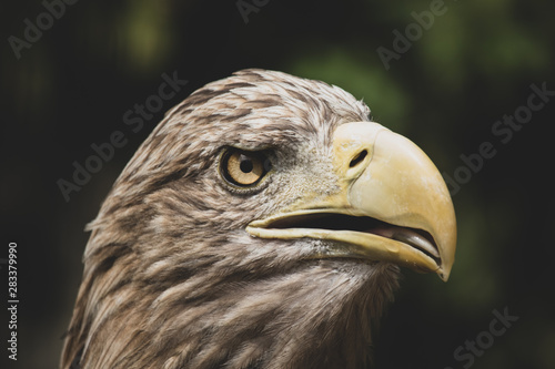 american bald eagle