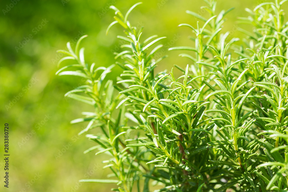 Naklejka premium fresh rosemary growing in a garden