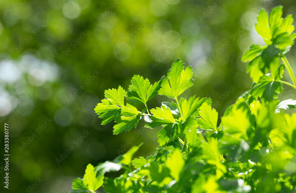fresh parsley growing in a garden fresh parsley growing in a garden