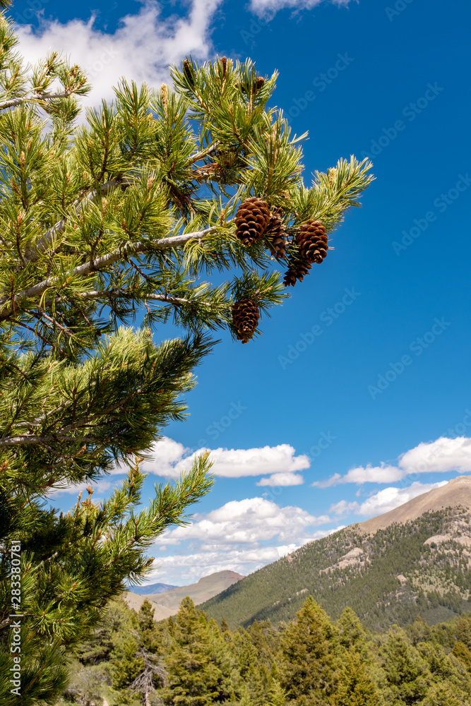 Pine tree with cones hanging in the wind with blue sky and clouds Pine tree with cones hanging in the wind with blue sky and clouds