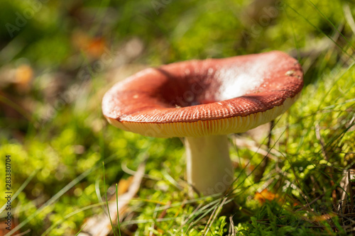 Edible mushrooms in a forest