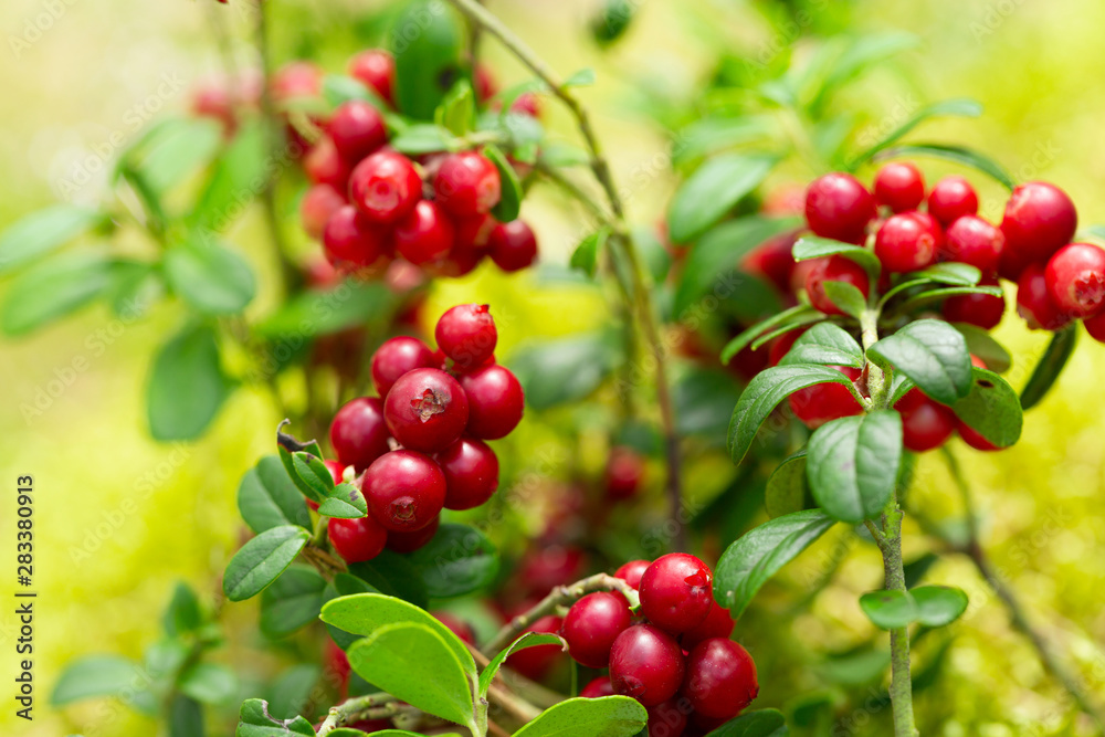 bush of ripe cowberry in a forest