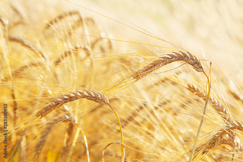 Ears of barley in a field. Harvesting period Ears of barley in a field. Harvesting period
