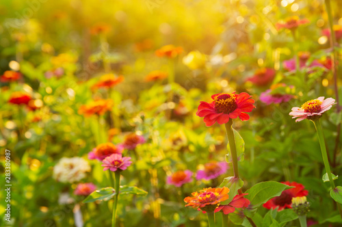 zinnias flowers in a garden © Nitr