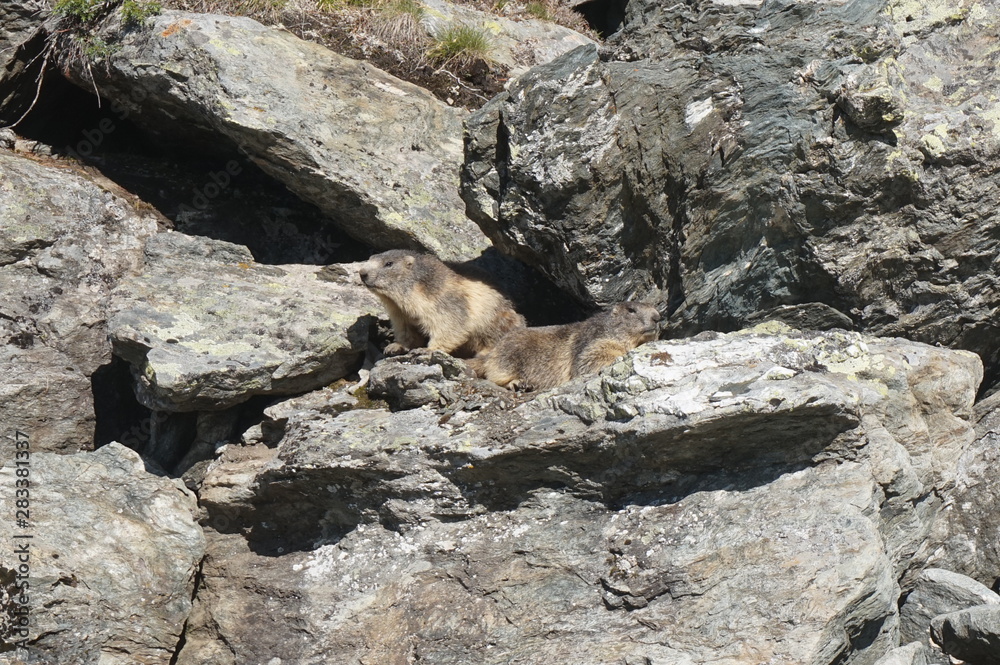 Obraz premium marmotte