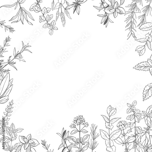  Hand drawn spicy herbs. Rosemary. Vector sketch  illustration.