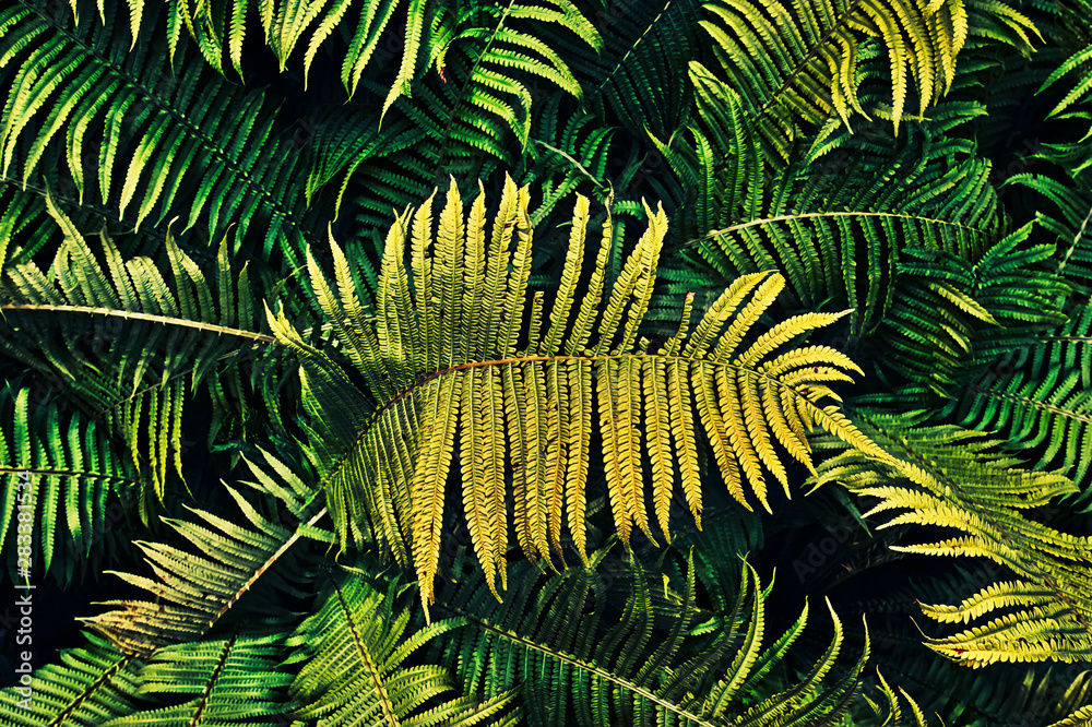 Glowing Fern Plants Texture Background